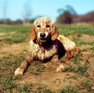 Clean Canines: Shampoo Edition