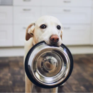 Fueling the Floof: Dog Edition
